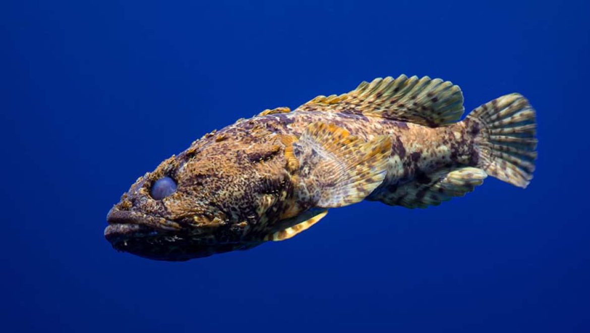 גם קרפד וגם דג? מבצע הצלה ושחרור של דג בשמורת האלמוגים באילת