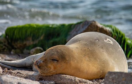 מתגעגעים ליוליה: מחזירים את כלבי הים לישראל