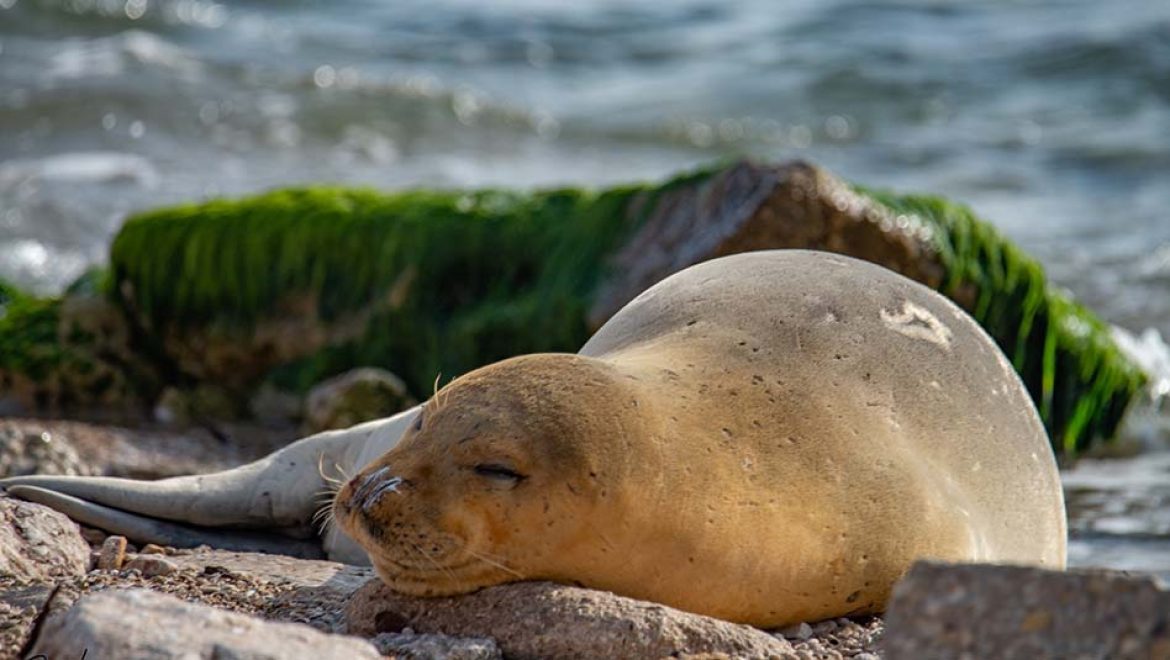 מתגעגעים ליוליה: מחזירים את כלבי הים לישראל