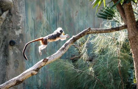 נול, קופת המקוק השחור, נפגעה, נותחה ומתאוששת. לשאר הקופים שלום