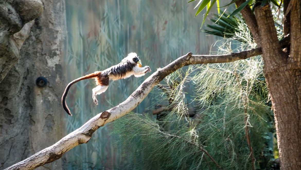 נול, קופת המקוק השחור, נפגעה, נותחה ומתאוששת. לשאר הקופים שלום