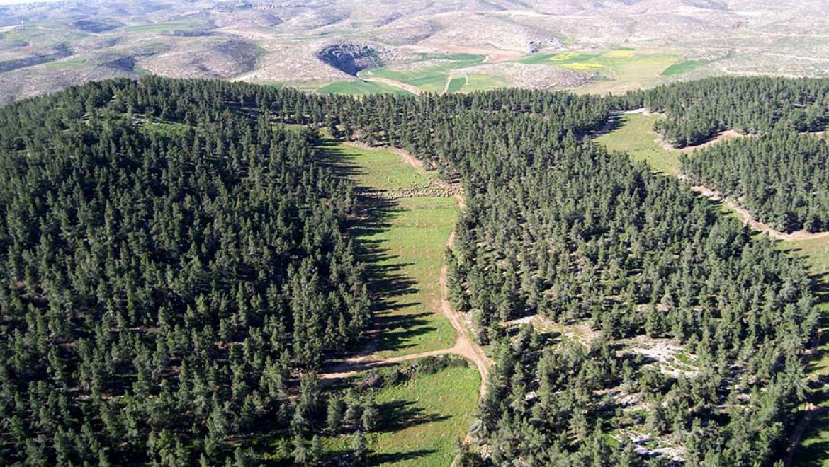 כל המשפחה חוגגת את סוכות ביערות קק”ל