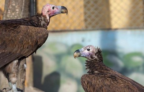 אהבה בשחקים בספארי ר”ג