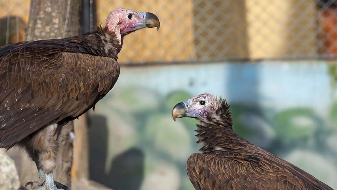 אהבה בשחקים בספארי ר”ג