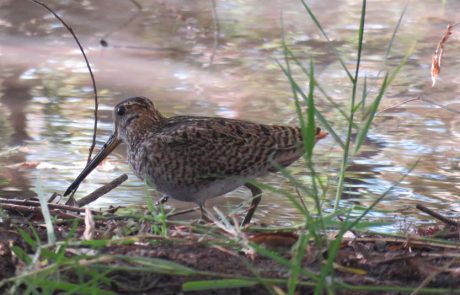 נא להכיר את החרטומית חדת הזנב