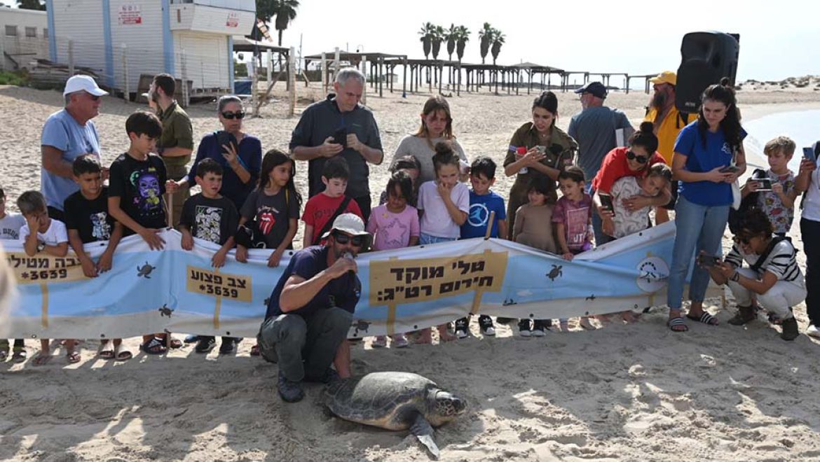 שוחררו לטבע שני צבי ים חומים: בוגרת בשם “שאבו” וצעיר בשם “מיטל”