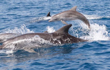 תצפית כפולה ומשמחת של דולפיננים מצויים מול חופי הארץ