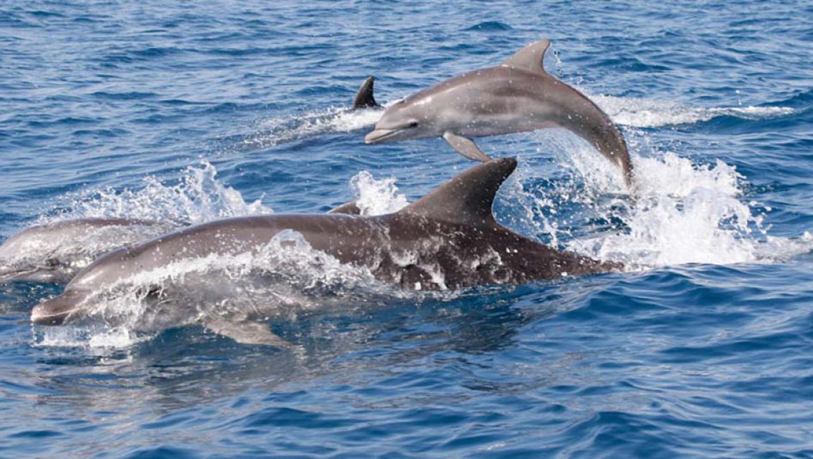 תצפית כפולה ומשמחת של דולפיננים מצויים מול חופי הארץ