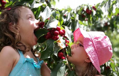 חוויית הקיץ המתקתקה: קטיף דובדבנים בתיירות אל-רום