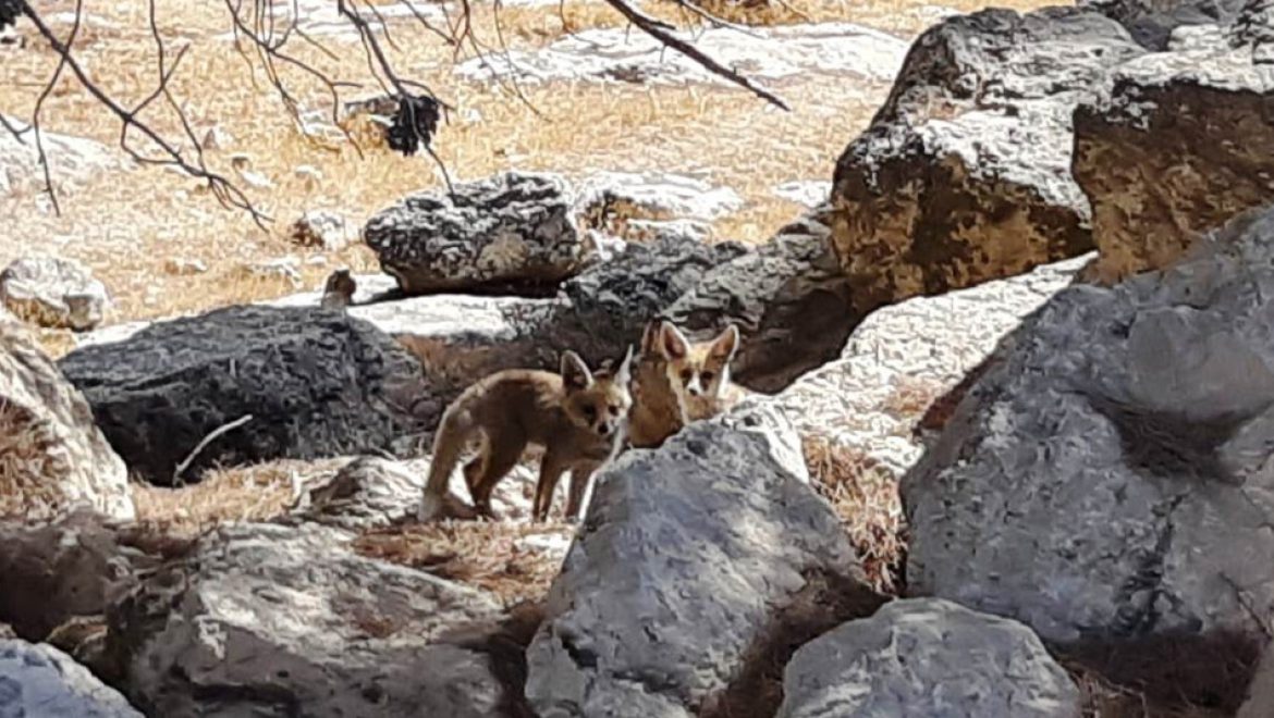 גורי שועלים וכ- 70 אלף מטיילים, בשבת הראשונה שאחרי המבצע