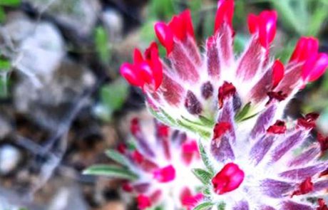 בשורה טובה: התגלו חמישה מיני צמחים שלא נצפו שנים רבות בישראל