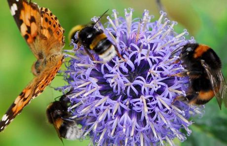נאות קדומים: חוויה תרבותית למשפחות בטבע תנ”כי