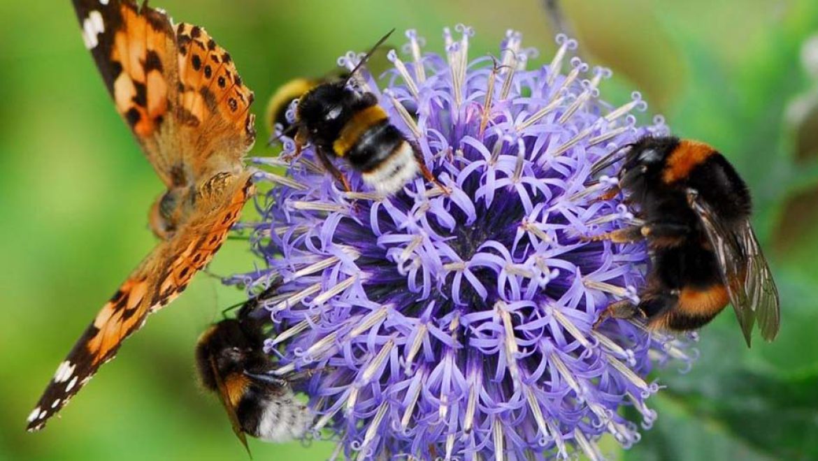 נאות קדומים: חוויה תרבותית למשפחות בטבע תנ”כי