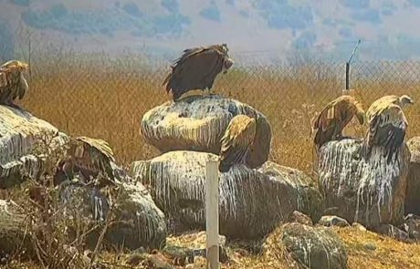 כשנשר פגש עזנייה שחורה בגמלא לארוחת בוקר