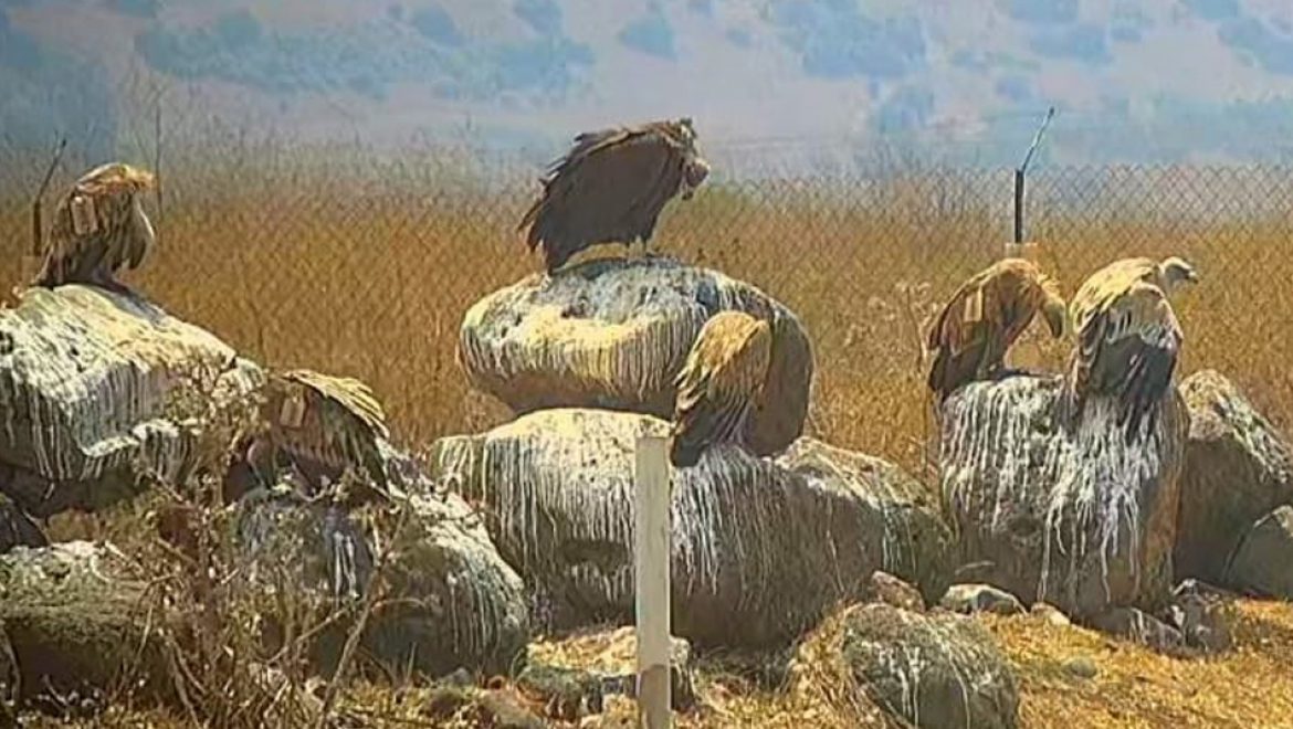 כשנשר פגש עזנייה שחורה בגמלא לארוחת בוקר
