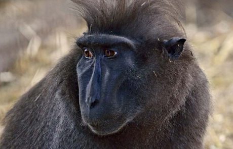 נפרדים מסמדי: קופת המקוק האהובה בספארי ר”ג, הלכה לעולמה