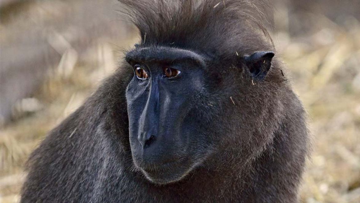 נפרדים מסמדי: קופת המקוק האהובה בספארי ר”ג, הלכה לעולמה