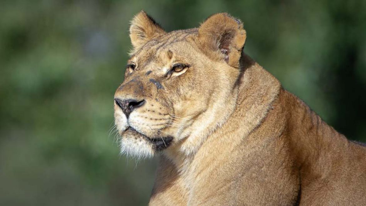 יום האריה הבינלאומי נחגג ב- 10 באוגוסט, וגם בספארי בר”ג ציינו אותו