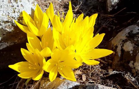 אל פריחת החלמונית והסתוונית “מבשרות הסתיו”, ברכס בשנית בגולן