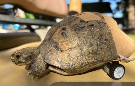 “אם לסבתא היו גלגלים”: אז לצב שלנו דווקא יש…