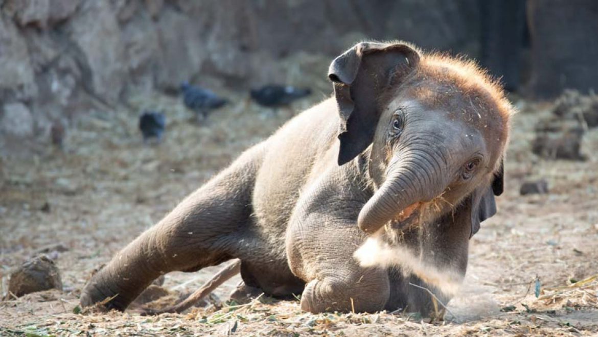 פיל פילון היוצא מארץ הביטויים והחידות