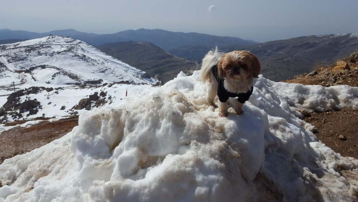 חוויה בלבן: אתר החרמון מושלג ומציע כייף משפחתי