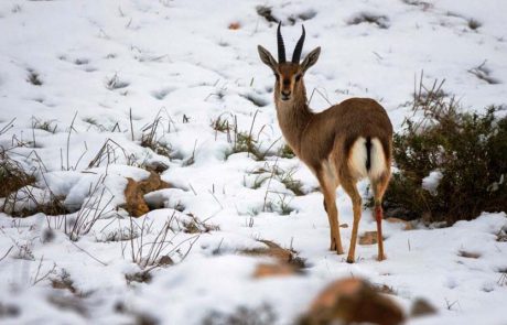ישראל לבשה לבן ויצאה לטייל למרות הקור