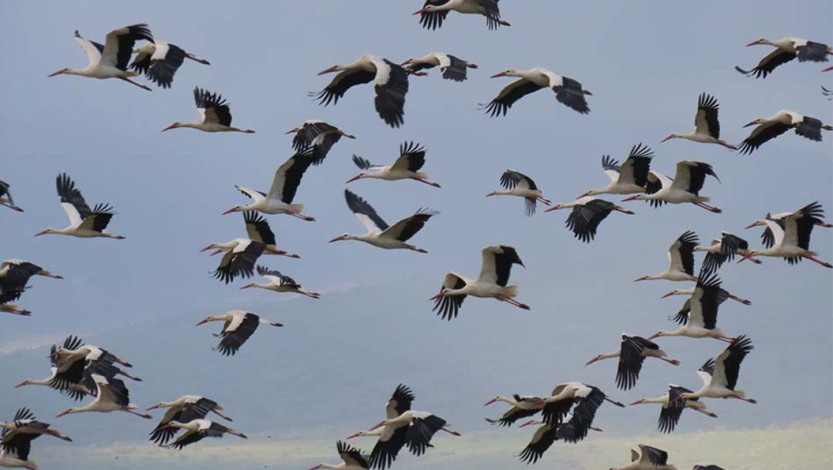 השמיים נפתחו באגמון החולה-קק”ל