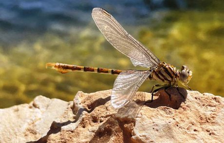 ביו-בליץ: סקר טבע שיתף את הקהל הרחב בתיעוד מגוון מינים