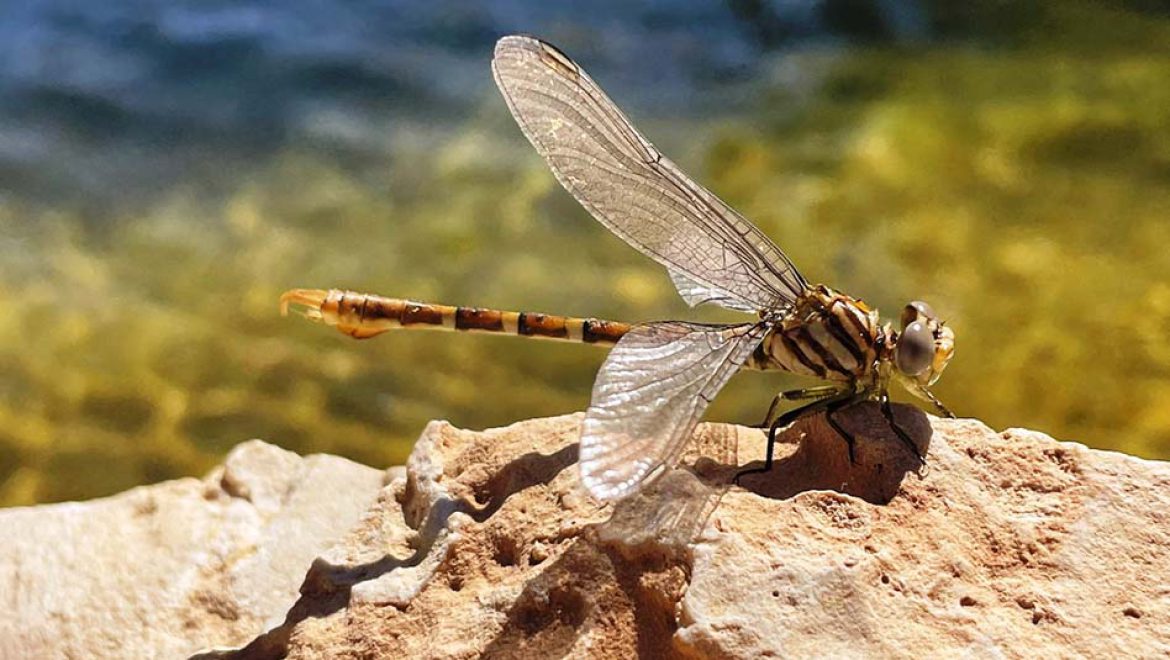 ביו-בליץ: סקר טבע שיתף את הקהל הרחב בתיעוד מגוון מינים