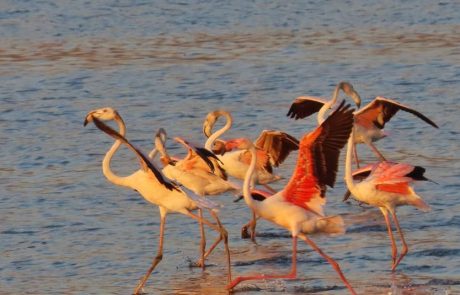 הפלמינגו בחרו בחופשת קיץ באגמון החולה