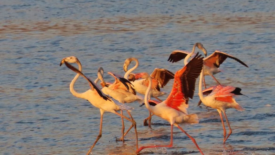 הפלמינגו בחרו בחופשת קיץ באגמון החולה