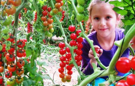 חוגגים ט”ו בשבט משפחתי בערבה התיכונה