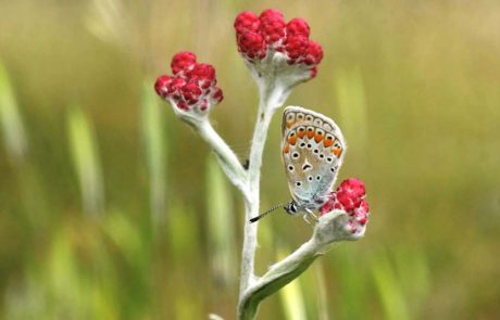הכירו את “פרח דם המכבים האדום”, שהפך לפרח יום הזיכרון
