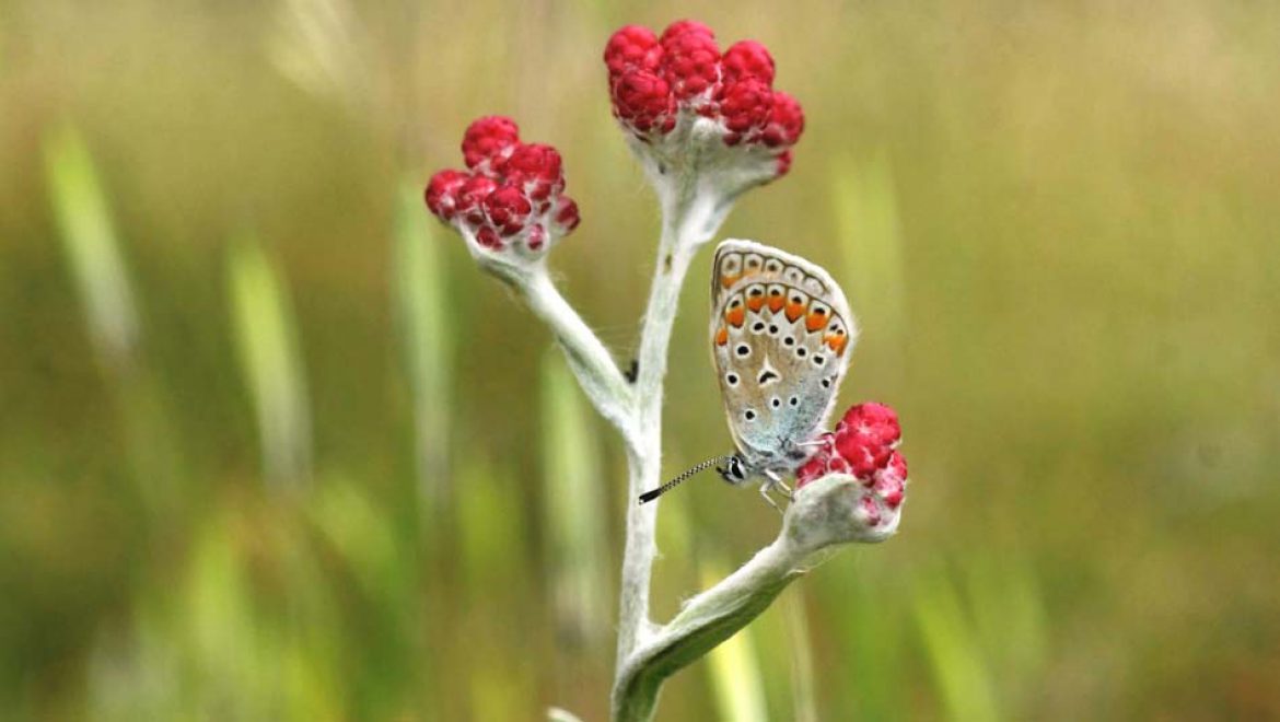 הכירו את “פרח דם המכבים האדום”, שהפך לפרח יום הזיכרון