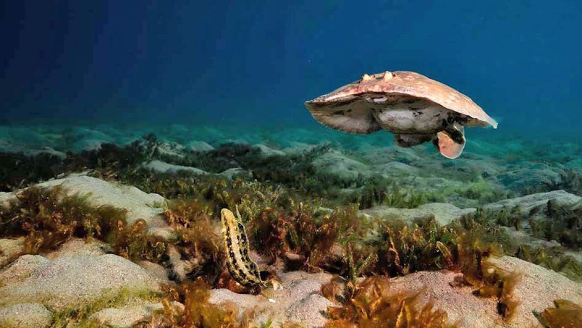 לצלול עם חשמלן פרסי בחוף הצפוני באילת