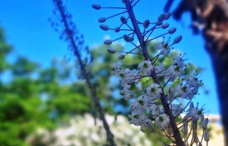 החצב המצוי, מסמן הסתיו, כבר פורח. האם הסתיו כבר כאן?
