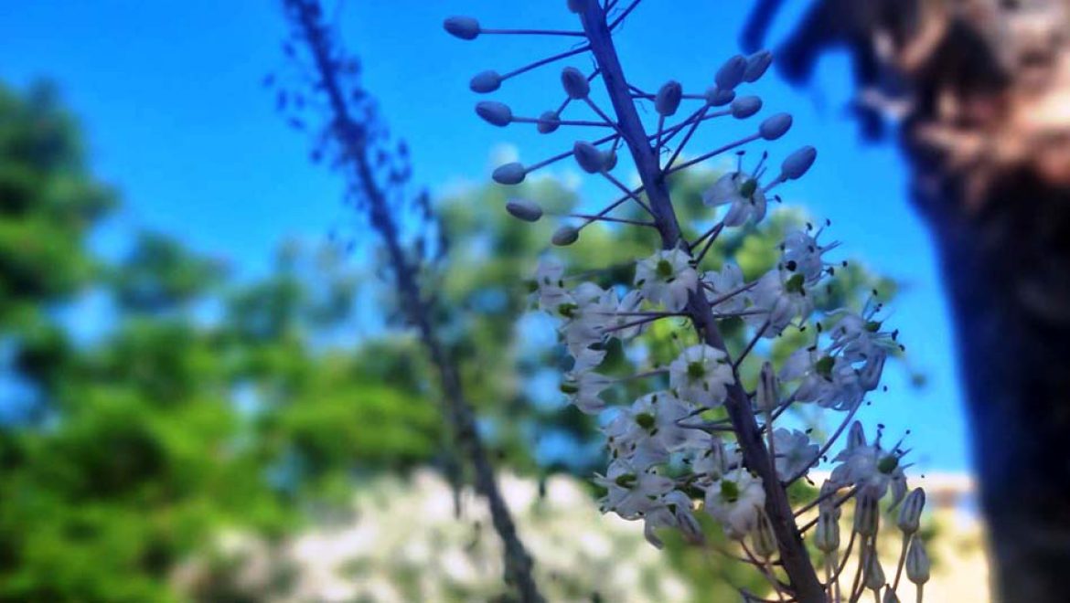 החצב המצוי, מסמן הסתיו, כבר פורח. האם הסתיו כבר כאן?