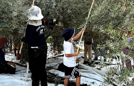 תלמידי העיר שדרות מציגים, לראשונה, שמן זית עירוני