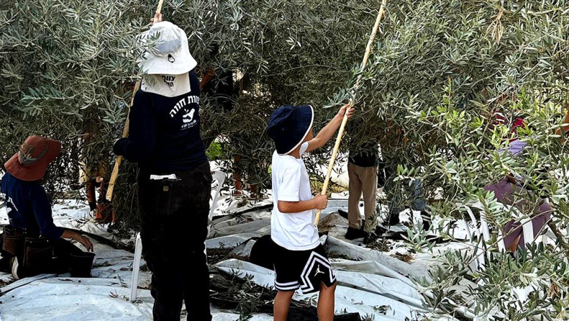 תלמידי העיר שדרות מציגים, לראשונה, שמן זית עירוני