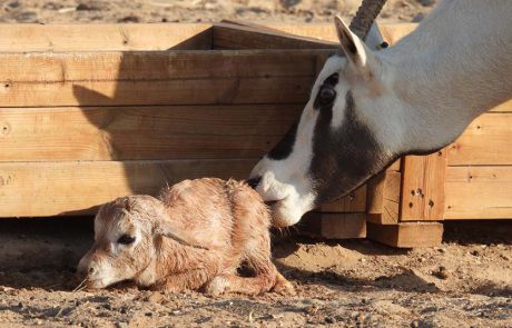 ליקוק ראשון של אמא ראם לאחר ההמלטה