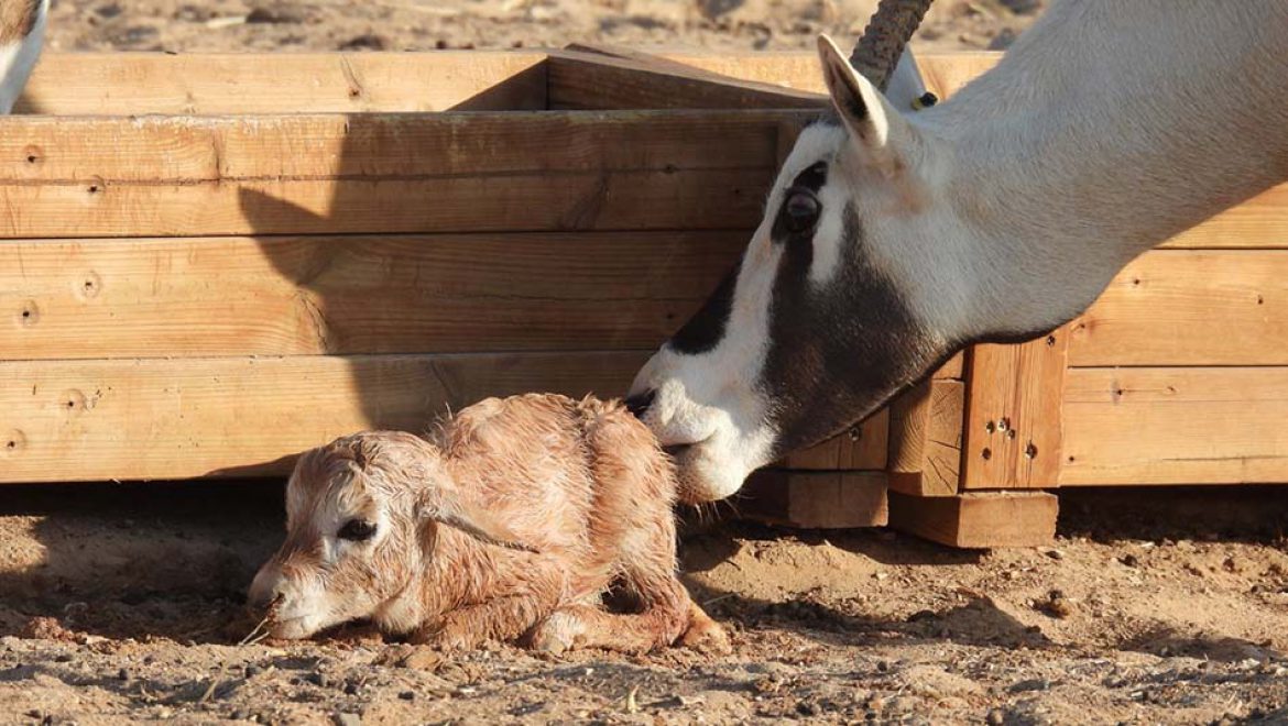 ליקוק ראשון של אמא ראם לאחר ההמלטה