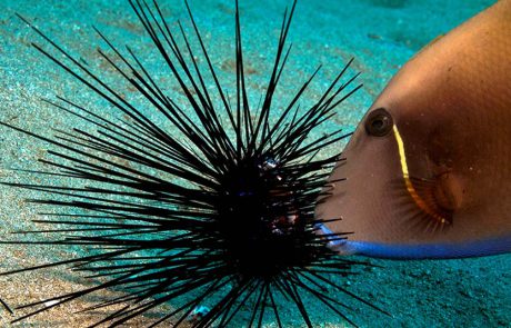 ראיתם קיפוד בים? דווחו