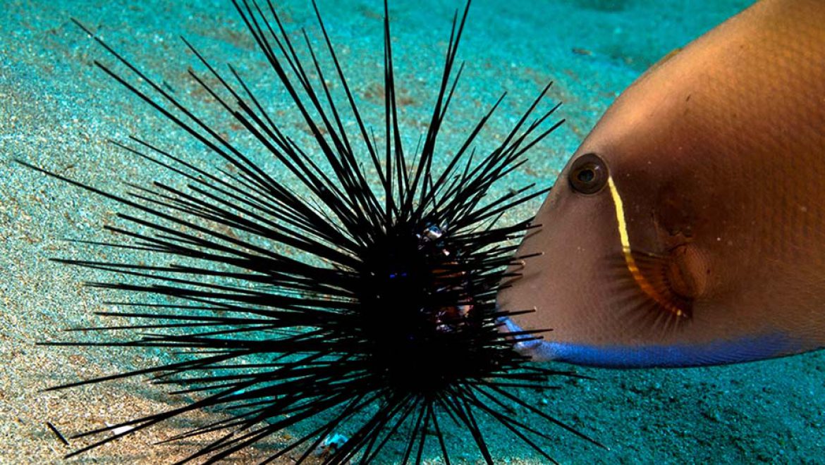 ראיתם קיפוד בים? דווחו