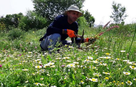 הסחלב הקדוש ניצל ויפרח מחדש