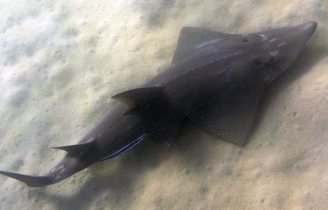 תיעוד מיוחד של כינורן ענק מעל 2 מטרים, במפרץ השמש באילת