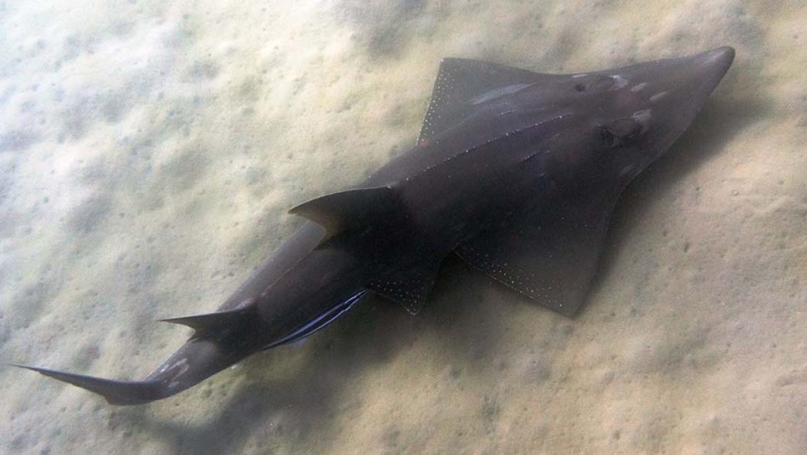 תיעוד מיוחד של כינורן ענק מעל 2 מטרים, במפרץ השמש באילת