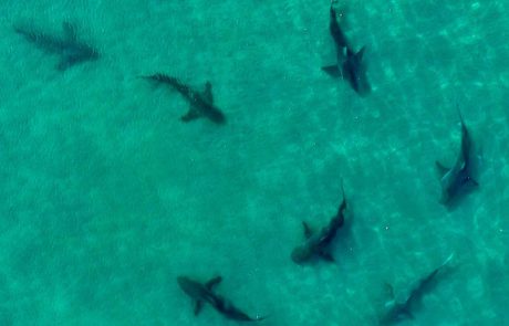 הכרישים חזרו לאזור תחנת הכח בחדרה