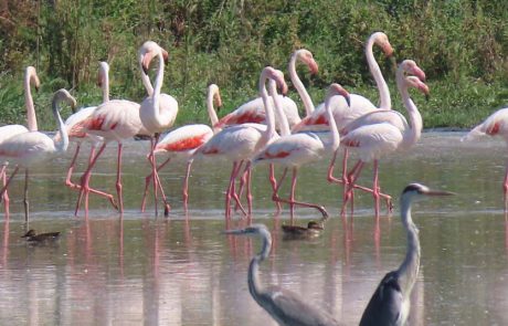 שנה חדשה בגנים הלאומיים ובשמורות הטבע