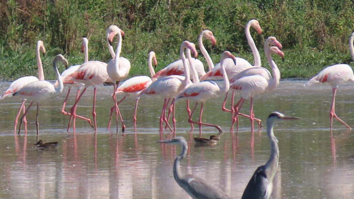 שנה חדשה בגנים הלאומיים ובשמורות הטבע